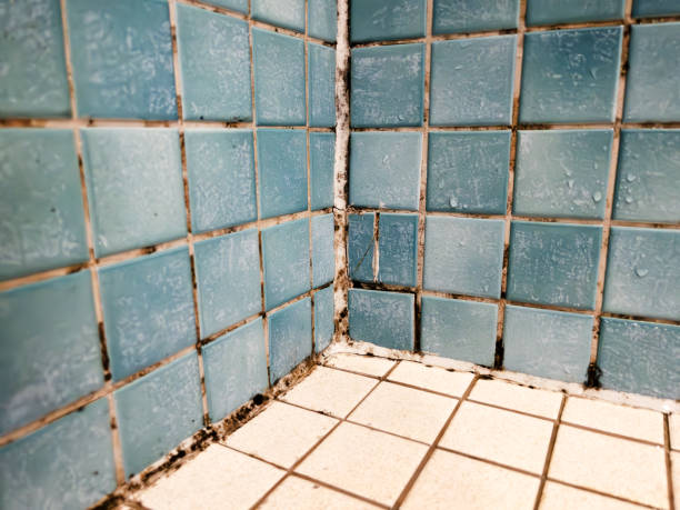 Best Biohazard Mold Removal  in Lame Deer, MT