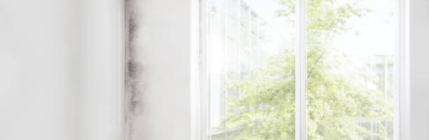 Best Real Estate Mold Inspection  in Lame Deer, MT
